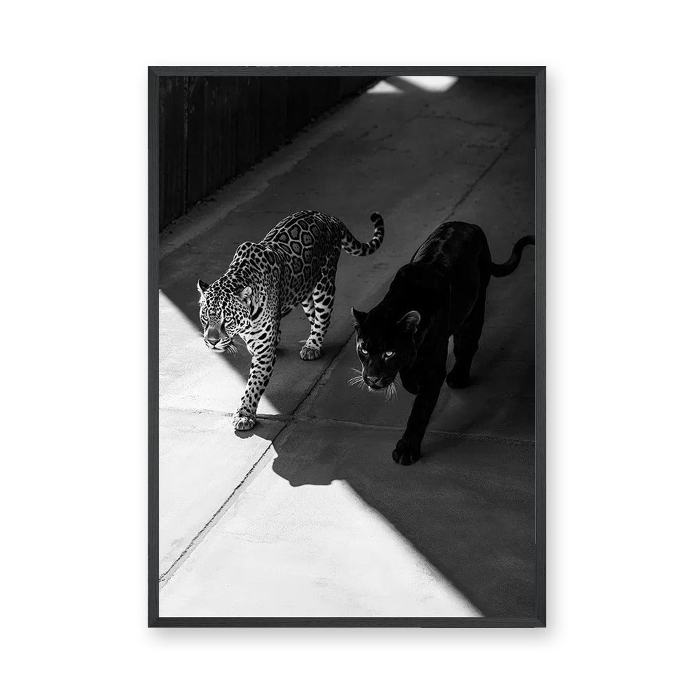Wild Cat Photography Modern Wall Art Poster – Black Panther and Jaguar Duo