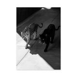 Big Cat Photography Modern Wall Art Print – Black and White Panther Jaguar Print