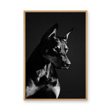 Doberman Portrait Modern Wall Art Print – Black-and-White Dog Photography