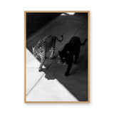 Wild Cat Photography Modern Wall Art Poster – Black Panther and Jaguar Duo
