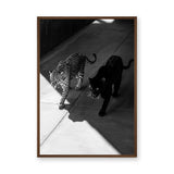 Wild Cat Photography Modern Wall Art Poster – Black Panther and Jaguar Duo
