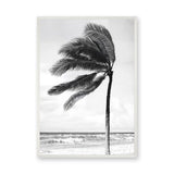 Windblown Palm Coastal Wall Art Poster – Black and White Beach Photograph